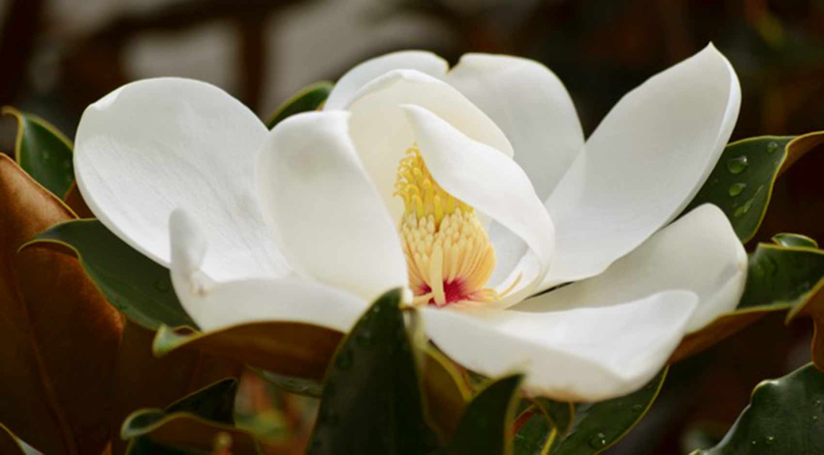 MAGNOLIA flower 