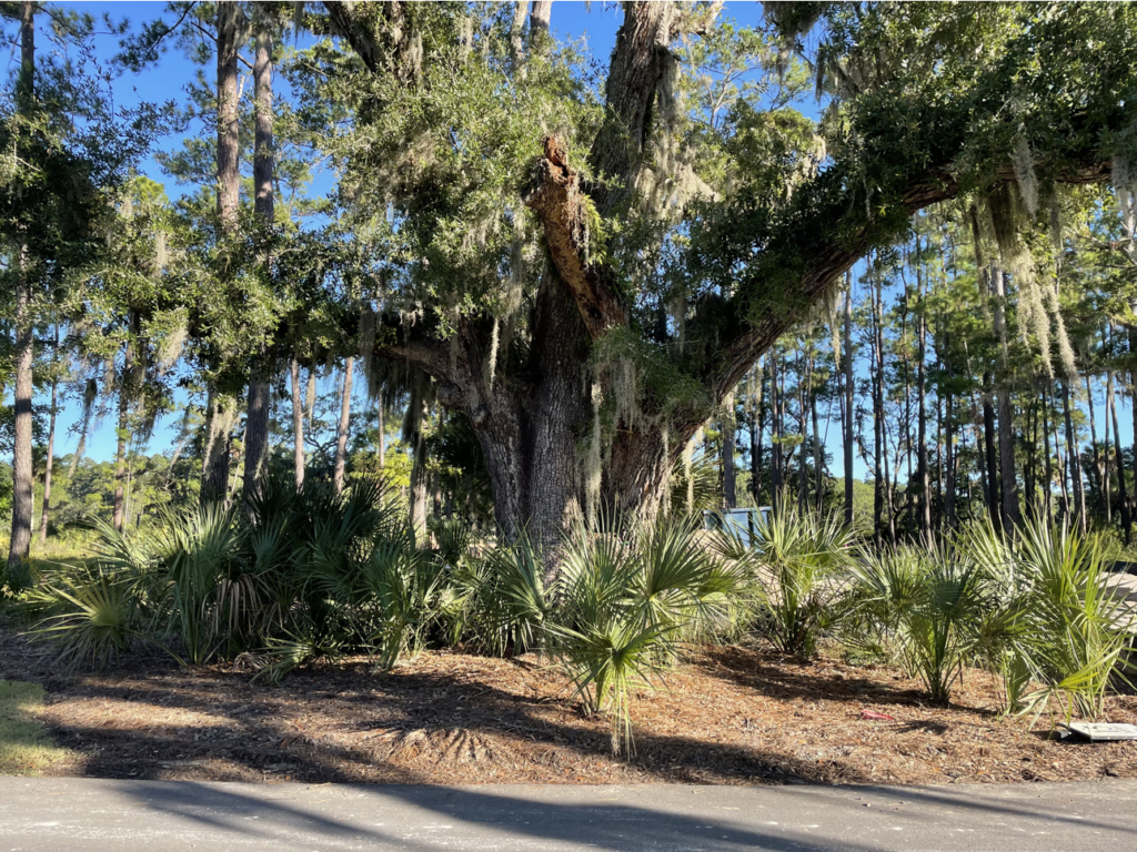 Grand Tree in Palmetto Bluff SC